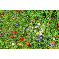 ReNatura Blumennachsaat 0.275 kg