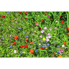 ReNatura Blumennachsaat 0.275 kg