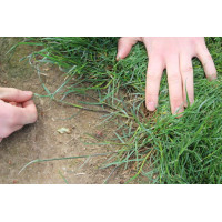 Greenfield Trockenrasen Mantelsaat Vital 2 kg