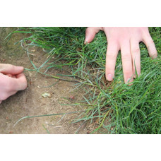 Greenfield Trockenrasen Mantelsaat Vital 2 kg