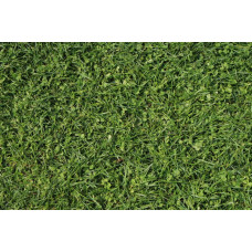 Greenfield Express-Rasen Mantelsaat Vital 1 kg