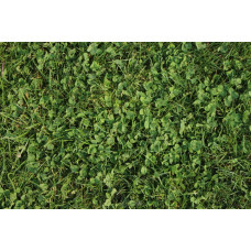 Greenfield Express-Rasen Mantelsaat Vital 1 kg