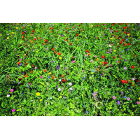 ReNatura Blumennachsaat 0.275 kg