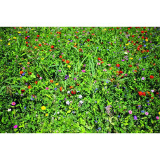 ReNatura Blumennachsaat 0.275 kg