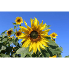 ReNatura Sonnenblumen 0.3 kg