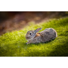 ReNatura Bio Kleintiereinsaat Saatgut 0.5 kg