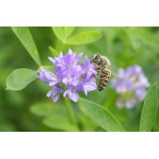 ReNatura Bio Luzerne Saatgut 0.5 kg