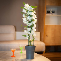 Happy-Plants Dali-Dea Orchideentopf Selbstbewässernd Ø 12.5 cm, H 14.5 cm 1.25 Liter - Anthrazit