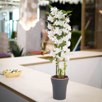 Happy-Plants Dali-Dea Orchideentopf Selbstbewässernd Ø 12.5 cm, H 14.5 cm 1.25 Liter - Anthrazit