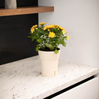 Happy-Plants Dali-Dea Orchideentopf Selbstbewässernd Ø 12.5 cm, H 14.5 cm 1.25 Liter - Transparent