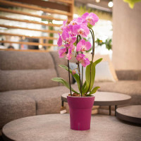Happy-Plants Dali-Dea Orchideentopf Selbstbewässernd Ø 12.5 cm, H 14.5 cm 1.25 Liter - Fuchsia