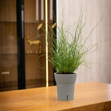 Happy-Plants Dali-Dea Orchideentopf Selbstbewässernd Ø 12.5 cm, H 14.5 cm 1.25 Liter - Hellgrau