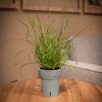 Happy-Plants Dali-Dea Orchideentopf Selbstbewässernd Ø 12.5 cm, H 14.5 cm 1.25 Liter - Hellgrau