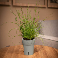 Happy-Plants Dali-Dea Orchideentopf Selbstbewässernd Ø 12.5 cm, H 14.5 cm 1.25 Liter - Hellgrau